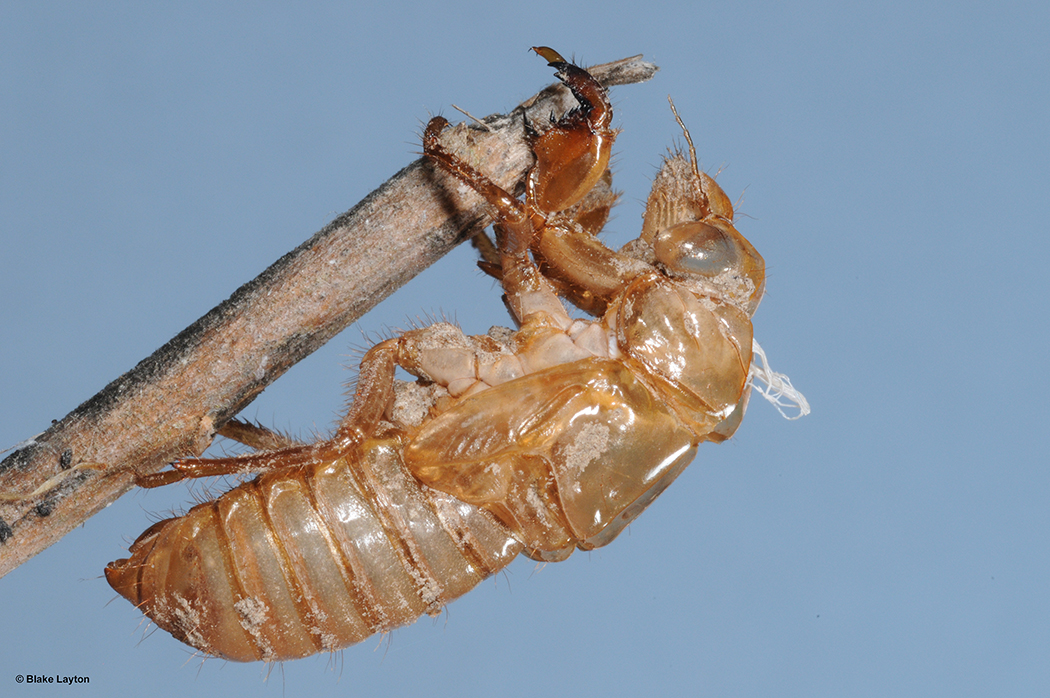 What Are Insect Exoskeletons Made Of At Luke Dobbins Blog